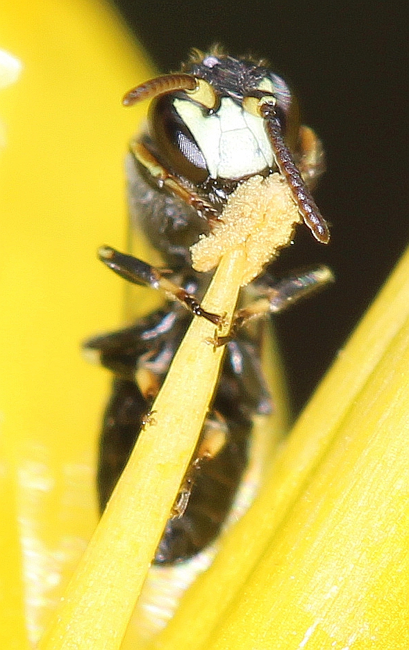 pollenfresser1