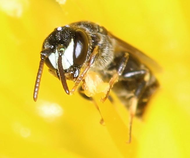 pollenfresser1f