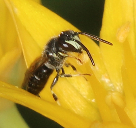 pollenfresser2b