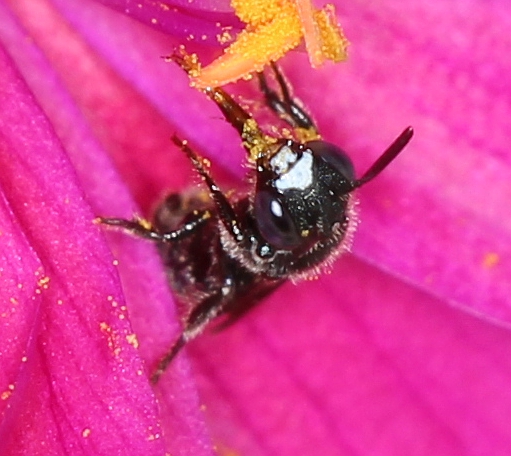 Ceratina frisst Pollen